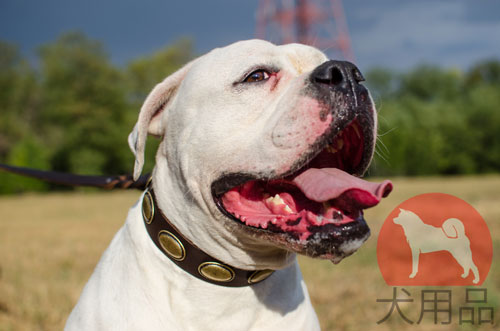 アメリカンブルドッグ　プレート　首輪