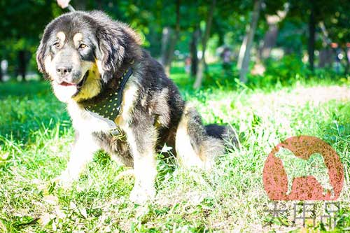 マスティフ用ハーネス(黄銅)