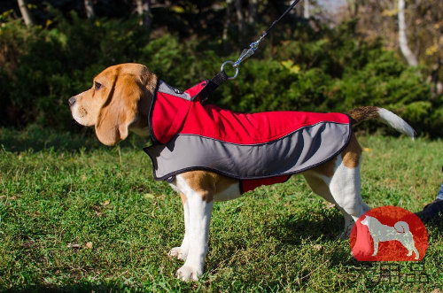 【小型犬防寒対策】ビーグル用防寒ハーネス