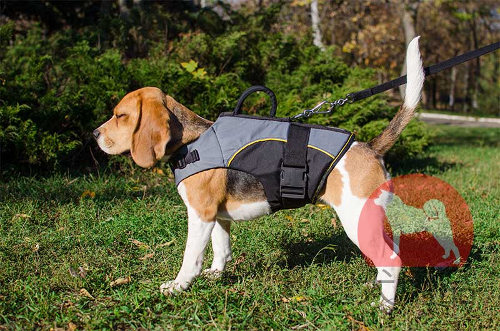 小型犬用ハーネス　防寒対策