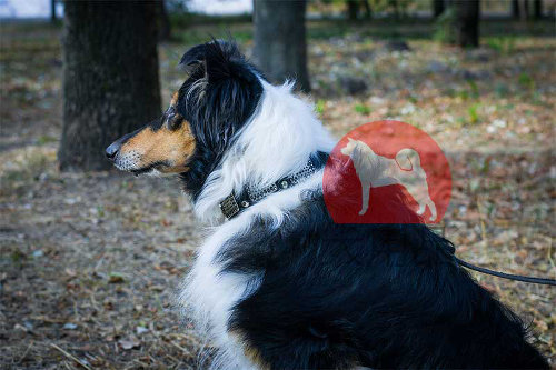 ボーダーコリー　エレガント首輪