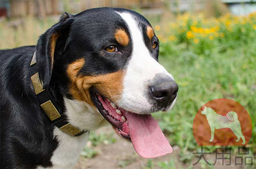  大型犬用首輪　おしゃれなプレート付