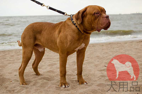 犬用首輪│ボルドー・マスティフ用革首輪