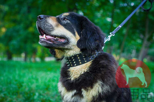 マスティフ用幅広首輪(二種類金具付)