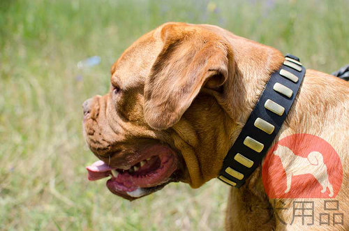 革首輪│ボルドー・マスティフ用エレガントな首輪