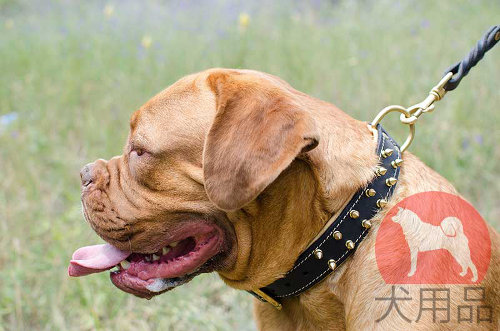 犬用首輪│ボルドー・マスティフ用高級首輪