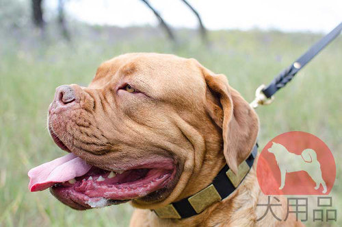 犬用首輪│ボルドー・マスティフ用デコ首輪