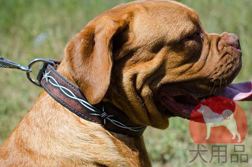 革首輪│ボルドー・マスティフ用有刺鉄線柄首輪