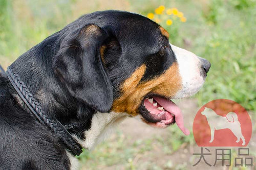 スイスマウンテンドッグ　首輪(三つ編付)