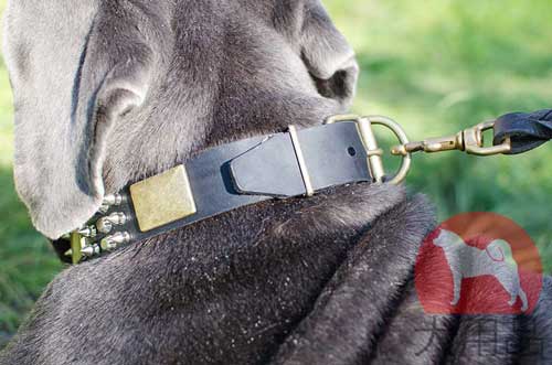 ナポリタンマスティフ用首輪(デコ)