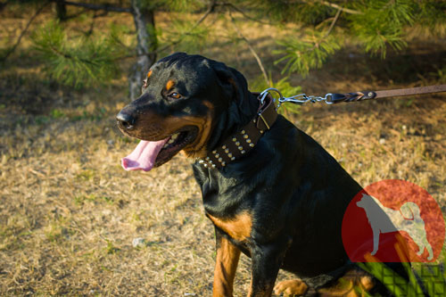 ロットワイラー　首輪　ボリューム感付