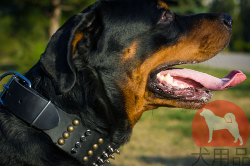 ロットワイラー用首輪　幅広い