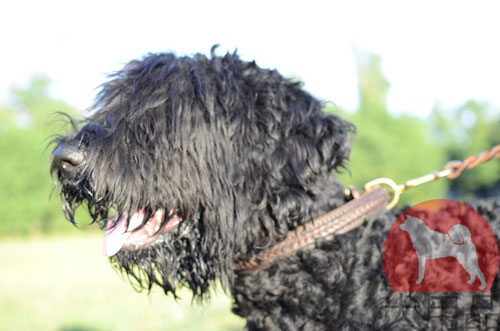 ロシアン・ブラック・テリアにぴったり合う二重革首輪