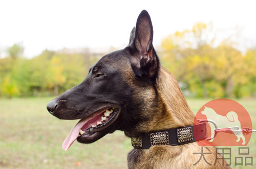 大型犬　首輪　かっこいい金具