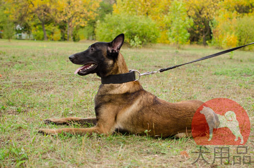 大型犬　幅広い首輪