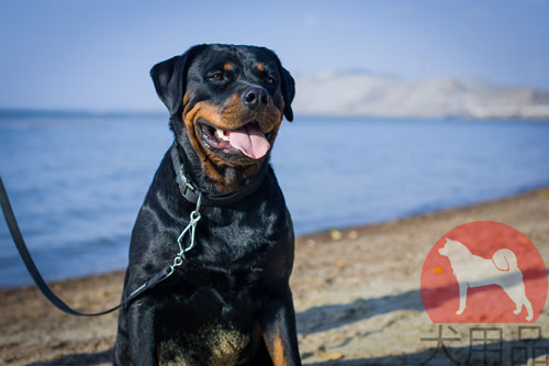 ロットワイラー向けのアウトドア首輪
