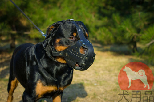 大型犬用口輪　本革