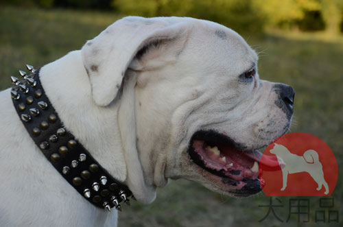 アメリカンブルドッグ用首輪　かっこいい