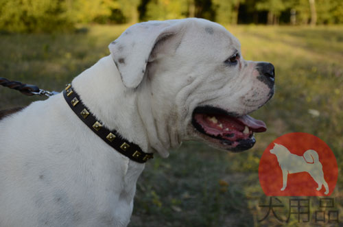 アメリカンブルドッグ用スタッズ首輪　