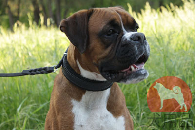 大型犬用本革首輪　柔らかいフェルトの裏地付