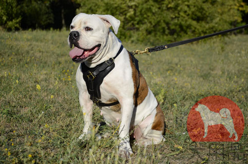 アメリカンブルドッグ　ハーネス　革