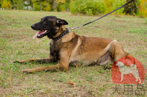 大型犬用首輪　かっこいい金具付