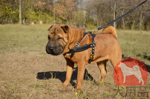 大型犬用ハーネス　シャー・ペイ