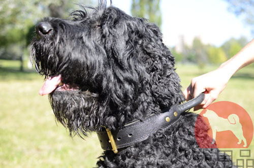 大型犬用首輪　黒色　ハンドル付