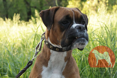 大型犬用首輪　可愛いスタイル