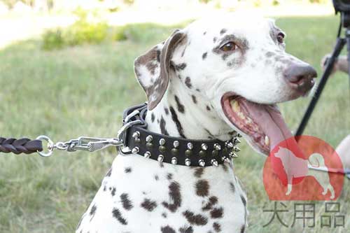 ダルメシアン　ダブルレザー首輪