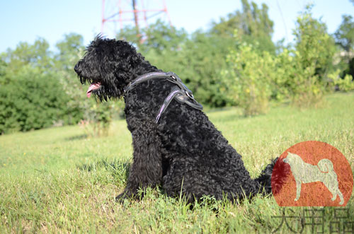 ブラックロシアンテリア用のデザインハーネス