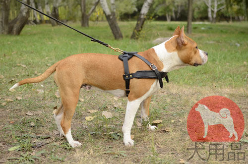 大型犬　タイヤー引きハーネス