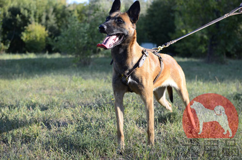 大型犬　ハーネス　軽い