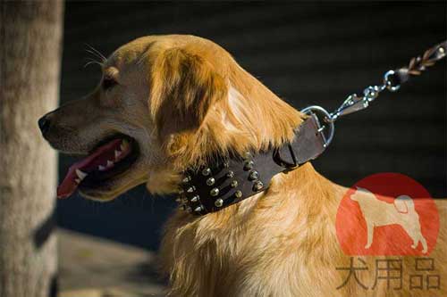 ゴールデンレトリバー　首輪(幅広)