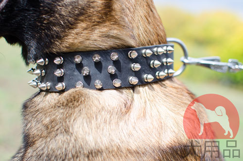 大型犬のマリノア向けのかっこいい首輪