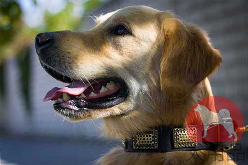 ゴールデンレトリバー　本革首輪