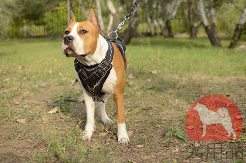大型犬向けのデザインハーネス　有刺鉄線柄