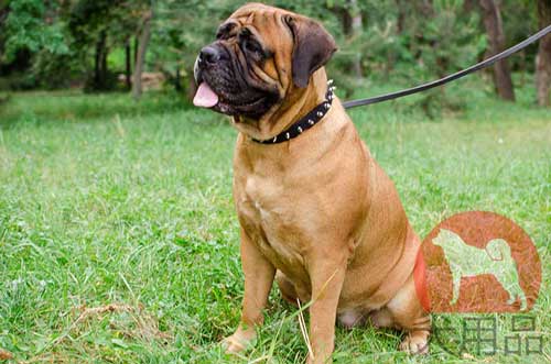 ブルマスティフ　首輪(1連スパイク)