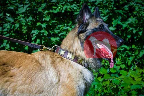 ベルジアンシェパード　首輪