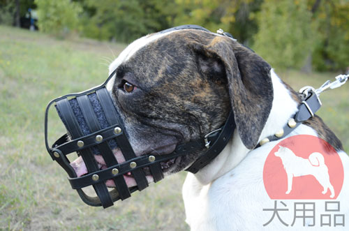 アメリカンブルドッグ用口輪　本革