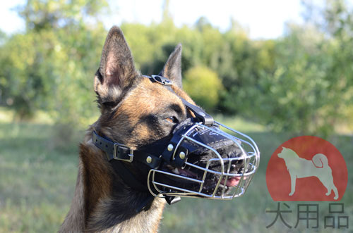 大型犬用口輪　マリノア着用