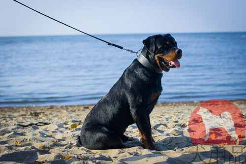 大型犬用幅広首輪