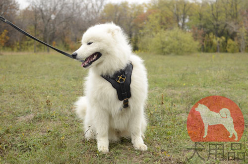 【大型犬用ハーネス】サモエド用ナチュラル胴輪