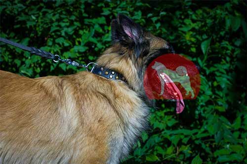 タービュレン　首輪(3点)