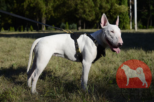 ブルテリア用本革製ハーネス