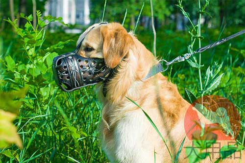 ゴールデンレトリバー　マズルガード(有刺鉄線柄)