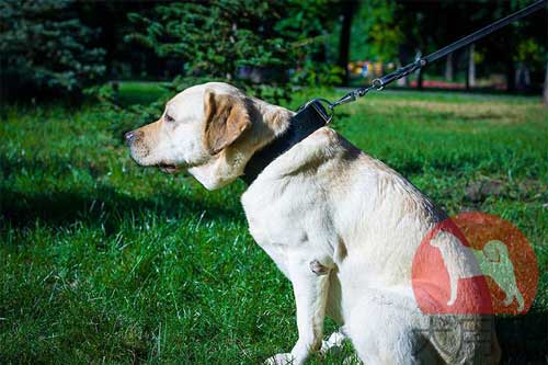 ラブラドール　革首輪(40mm)