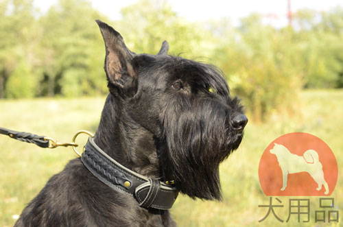 ジャイアントシュナウザー　首輪　三つ編付