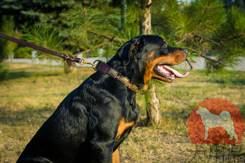 大型犬用首輪　ゴールド金具付