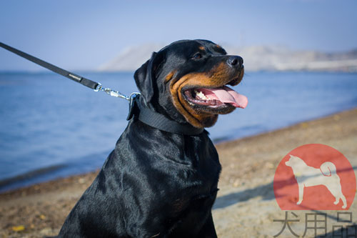 ロットワイラー向けの首輪　ネームプレート